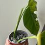 Monstera Aurea Image 5