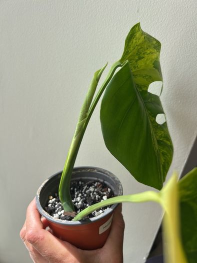 Monstera Aurea