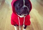 NEW dog/cat winter hoodies in SMALL & LARGE sizes