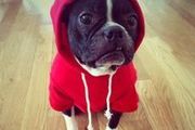 NEW dog/cat winter hoodies in SMALL &amp; LARGE sizes