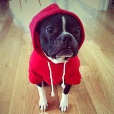 NEW dog/cat winter hoodies in SMALL & LARGE sizes