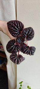 Peperomia Red Luna Plant