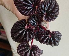Peperomia Red Luna Plant