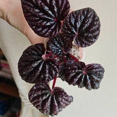 Peperomia Red Luna Plant