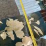 Blouse Image 6