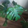 Monstera Image 3