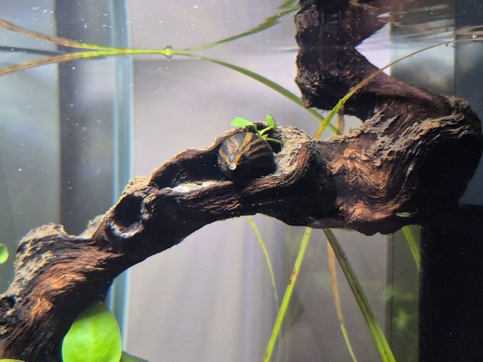 Zebra Nerite Snail for Fish Tank