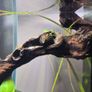Zebra Nerite Snail for Fish Tank Image 2