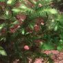 Moss Image 2