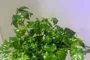 China Doll Plant