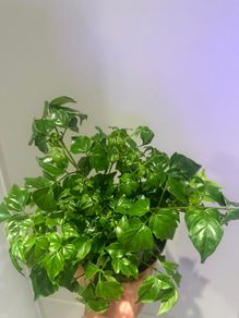 China Doll Plant