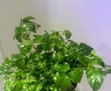 China Doll Plant