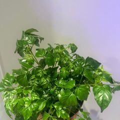 China Doll Plant