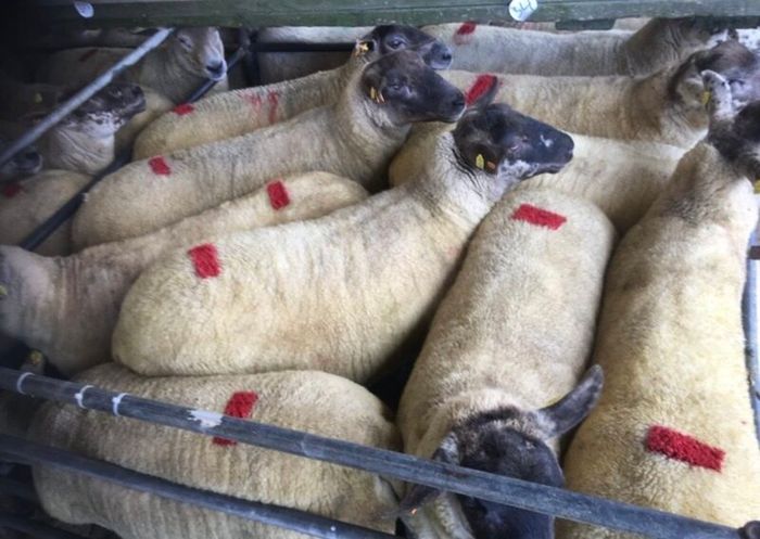 Ballinrobe special sale of Hiltex and Texel cross