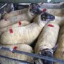 Ballinrobe special sale of Hiltex and Texel cross Image 9