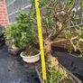 Bonsai - European Olive Image 4
