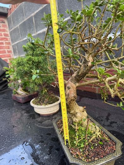 Bonsai - European Olive