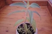Plant (Mother of Millions)