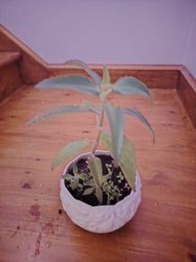 Plant (Mother of Millions)