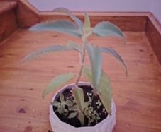 Plant (Mother of Millions)