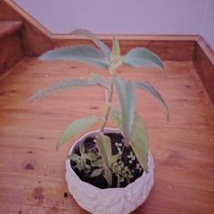 Plant (Mother of Millions)