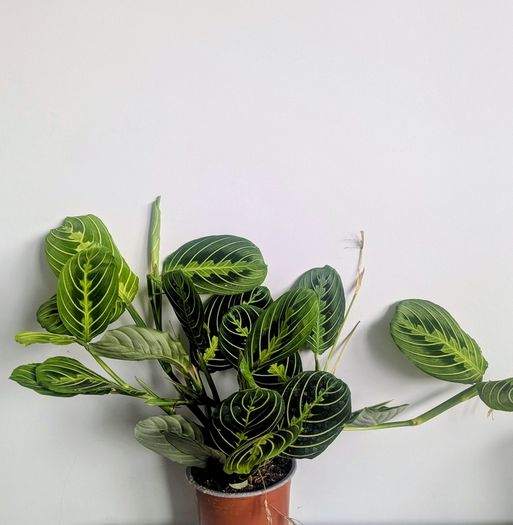Marantha Lemon Lime Plant
