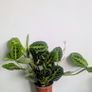 Marantha Lemon Lime Plant Image 4