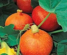 (P) Pumpkin Uchiki Kuri seeds 1g (124527)