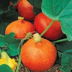 (P) Pumpkin Uchiki Kuri seeds 1g (124527)