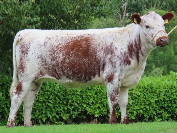 Pedigree Irish Moiled Online Timed Auction