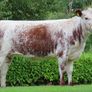 Pedigree Irish Moiled Online Timed Auction Image 9