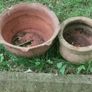 2 old terracotta pots Image 2