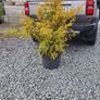 Dwarf Rhododendron  10euro 6 for 50 euro Image 8