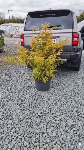 Dwarf Rhododendron  10euro 6 for 50 euro