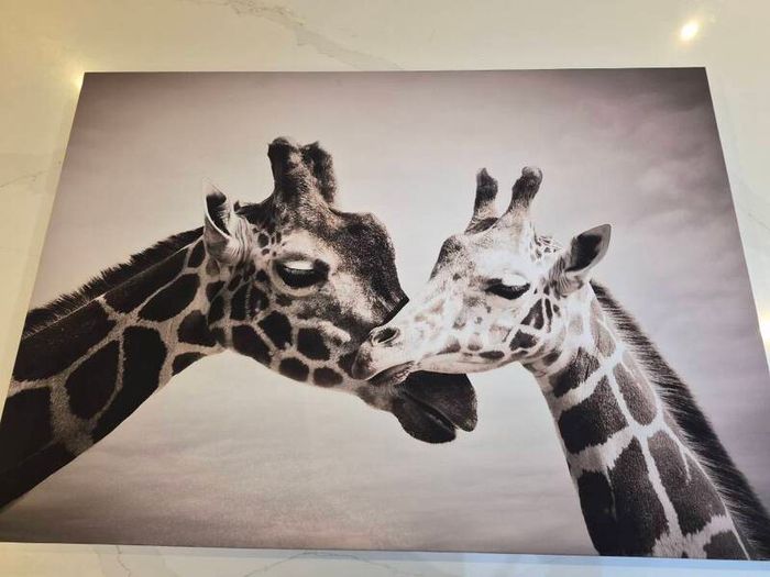 Canvas picture- Giraffe
