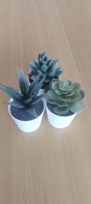 Decorative plastic succulents