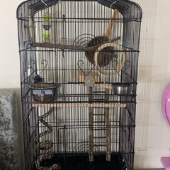 bird cockatiel + cage + full starter bundle