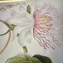 botanical print of passion flowers by Maria Merian by Amazing Rare Things Image 8
