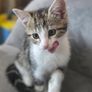 Kitten for adoption Image 5
