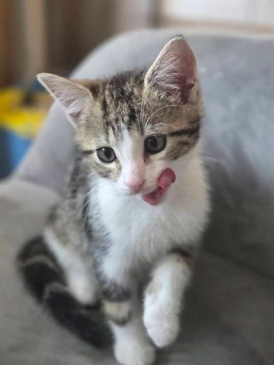 Kitten for adoption