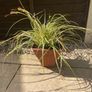 Evergreen plant Image 3