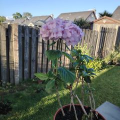 plant