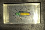 A Beautiful Jewel Beetle encased in a clear resin block.The beetle exhibits a striking metallic sheen with iridescent green and gold coloration.Such specimens are commonly sold for collections and educational purposes for sale Postage Available or collect