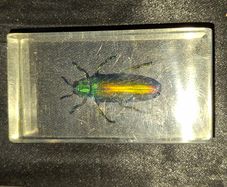 A Beautiful Jewel Beetle encased in a clear resin block.The beetle exhibits a striking metallic sheen with iridescent green and gold coloration.Such specimens are commonly sold for collections and educational purposes for sale Postage Available or collect