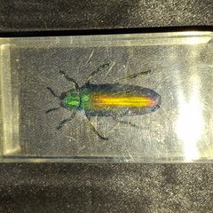 A Beautiful Jewel Beetle encased in a clear resin block.The beetle exhibits a striking metallic sheen with iridescent green and gold coloration.Such specimens are commonly sold for collections and educational purposes for sale Postage Available or collect