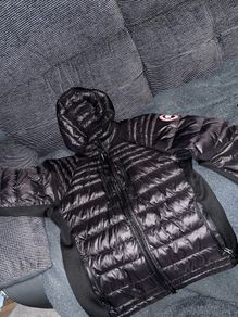 Canada goose Hybrid