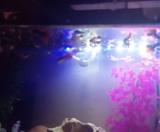 Guppies