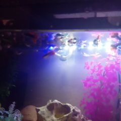 Guppies