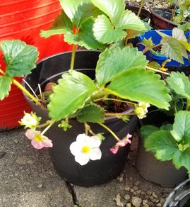 Organic Strawberry plants