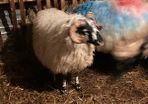 Ram lamb/ hogget